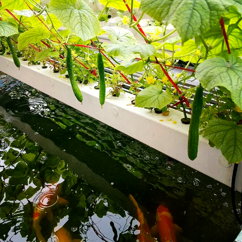 琼海市薄膜大棚鱼菜共生 - 排名